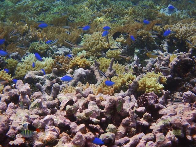 Nomad Divers Bangka Likupang Extérieur photo